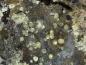 Preview: Arsenuranospathite
